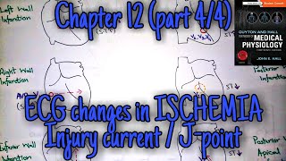 ECG changes in ischemiainfarction chapter 12 part 44  Guyton and Hall text book of physiology [upl. by Hoashis]