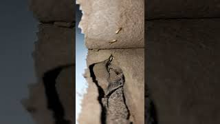 look at termite eating wood [upl. by Combes]