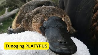 Tunog ng PLATYPUS  Sound of PLATYPUS [upl. by Vani746]