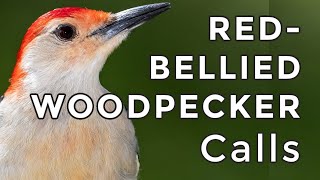 REDBELLIED WOODPECKER CALLS Learn Their 3 Most Common Calls 2024 [upl. by Atteynod]