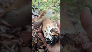 Porcini🍄Boletus Reticulatus October 2024mushroom nature forest wild pilze shorts new 4k [upl. by Almond]