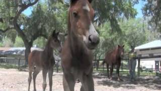 Parelli Foals Started Naturally  Horse Training [upl. by Johnstone145]