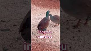 inhambu cantando aves shorts birds [upl. by Artur]