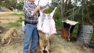 Homesteading  Slaughtering and Butchering Lambs  Part One [upl. by Benita541]