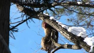 Alarm Call by Japanese Macaque ニホンザルの警戒声♪ [upl. by Jamey]