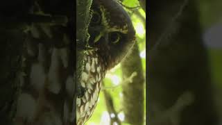 New Zealand Owl the Ruru or Morepork [upl. by Lucas]