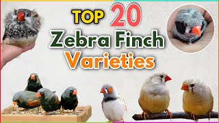 Top 20 most Beautiful Zebra Finches Colour Mutations  Zebra finch Varieties  Types of zebra finch [upl. by Eaves]