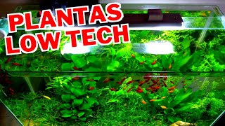 5 PLANTAS FÁCEIS PARA AQUÁRIO LOW TECH [upl. by Attenyt773]