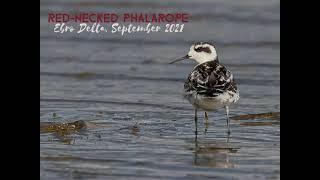 AUTUMN BIRD MIGRATION  Rednecked Phalarope  Rare bird sighting [upl. by Janiuszck]