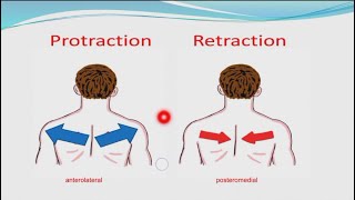 Anatomy Introduction 23  Protraction And Retraction  With MCQ  أساسيات التشريح [upl. by Arekat301]