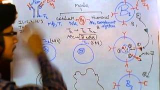 Humoral and cell mediated immunity [upl. by Dnomyad]