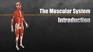 The Muscular System Explained In 6 Minutes [upl. by Sawtelle]