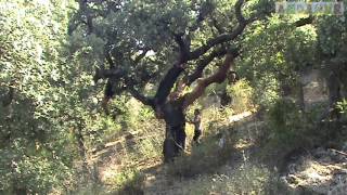 Sardegna la raccolta del sughero Cork harvest in Sardinia  Agricurait [upl. by Leviralc28]