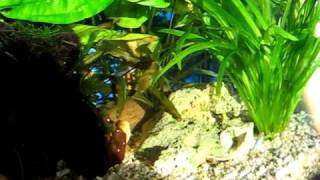 Blauer Perusalmler im 112 l Aquarium [upl. by Draillih]