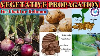 143 Natural Vegetative Propagation in Plants  Bulbs Corms  Rhizomes  Leaves  Class 10 Biology [upl. by Bergstrom]