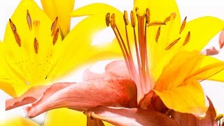 Blooming Flowers  4K TimeLapse Stock Footage [upl. by Kcinom]