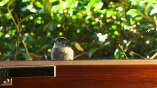 long tailed tits at window [upl. by Nahoj]