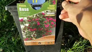 Planting a thornless roseZephirine Drouhin⚘Gracies home and gardens [upl. by Akinihs]