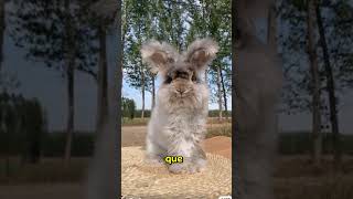 Conejo Angora Bola de Pelo Suave y Sorprendente shorts animal curiosidades [upl. by Kipp]