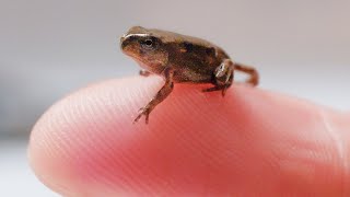 Tadpole Collected From a Wasted Pond Can They Be Raised To Be Frogs [upl. by Maitund58]