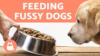 How to Make My DOG EAT DRY FOOD 🐶✅ 5 Easy TRICKS [upl. by Hgieloj]