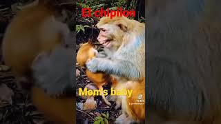 FUNNY MONKEYSCHANGOS CHISTOSOSforyou parati fyp viral comedia [upl. by Ayekahs966]