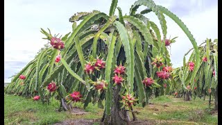 Dragon fruit Hylocereus undatus garden [upl. by Ordep]