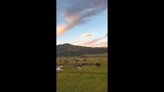 Bison In Yellowstone National Park [upl. by Nyrok]