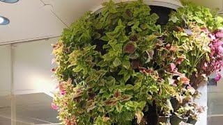 how i saved a plant from dying  most expensive ❤ video [upl. by Petua]