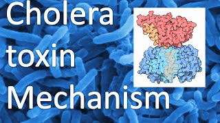 Cholera toxin mechanism [upl. by Leatri479]