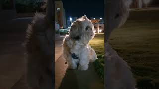 Noahs Friday midnight walk shihtzu puppy cute asmr playing adorable youtubeshorts midnight [upl. by Leahcar948]