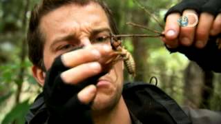 Man vs Wild  Bear Eats an Exotic Bug [upl. by Frantz455]