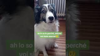 Cani divertenti sweetness 💝 canidivertenti pets caninecuteness cani divertente doglover humor [upl. by Bocoj]