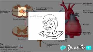 🔴 LA REGULATION DE PRESSION ARTERIELLE CLAIRE EN 10 MIN  COURT TERME 2017   DR ASTUCE [upl. by Michail]