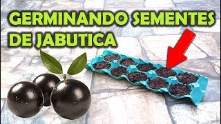 APRENDA A GERMINAR JABUTICABA  SIMPLES E PRÁTICO [upl. by Notsnorb]