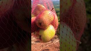 Harvesting Wambugu Apples in Uganda 🇺🇬 apple nature [upl. by Annnora]