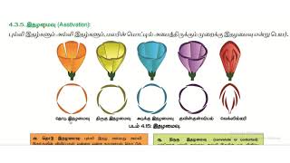 Reproductive morphology part6 calyx corolla and types of aestivation Tamil mediumclass 11 [upl. by Kuska]