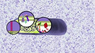 Membrane Protein Focalization Trends in Microbiology August 2016 Vol 24 Issue 8 [upl. by Gyimah]