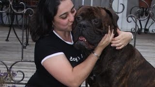 TWO BULLMASTIFF ONE HEARTWARMING STORY [upl. by Frankhouse31]