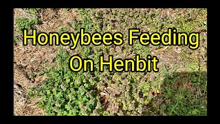 Honeybees Feeding On Henbit [upl. by Chiquita]