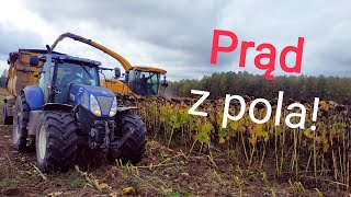 Prąd ze słonecznika 😮 Żniwa kiszonki i biogazownia New Hollandy w akcji Vlog 238 [upl. by Suk]