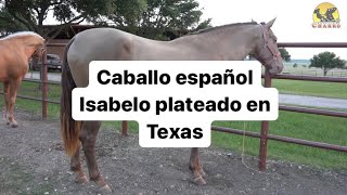 Caballo español Isabelo plateado en Texas [upl. by Reizarf]