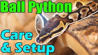 How to Care for Ball Pythons [upl. by Omor]