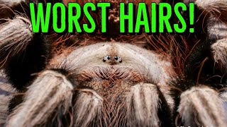 Top 10 Tarantulas w the WORST Urticating Hairs [upl. by Burleigh55]