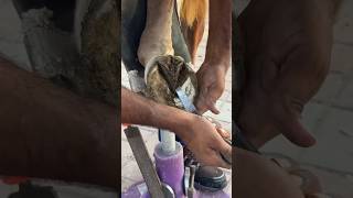 👟🐎satisfying farrier shots youtubeshort asmr [upl. by Terrence]