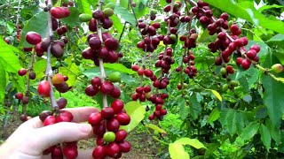 Coffee Plantation in Coorg  Coorg Resorts  Coorg Home Stays [upl. by Sirroned35]