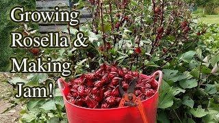 Rosella Growing Harvesting amp Jam Making [upl. by Opaline]