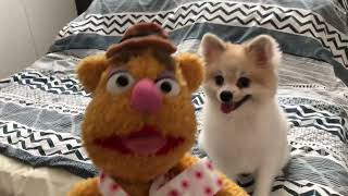 THIS POMERANIAN FEMALE DOG SHIVERED AT THE DOLL I GAVE HER [upl. by Bayer]