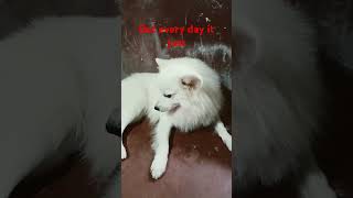 Every day it just sits there dogs doglover pets cute puppy shortvideo shorts [upl. by Luanni]