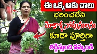 Munagaku Karam Podi  ఆరోగ్యకరమైన మునగాకు కారప్పొడి  Drumstick Leaves Powder Recipe in Telugu [upl. by Dugald]